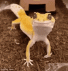 mlem-lizard.gif