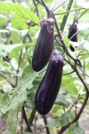 flower 010.jpg