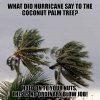 What-did-hurricane-say-to-the-coconut-palm-tree-Hold-on-to-your-nuts-this-is-no-ordinary-blow-...jpg What-did-hurricane-say-to-the-coconut-palm-tree-Hold-on-to-your-nuts-this-is-no-ordinary-blow-...jpg