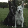 tenor (2).gif