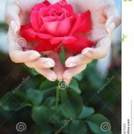 Rose34