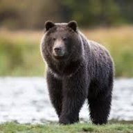 TheBear