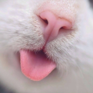 sniffnsnatch