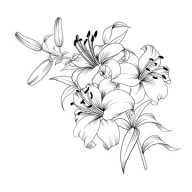 lily02