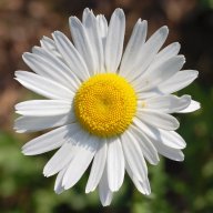 Daisy