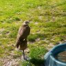 Kes10