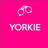 yorkie1