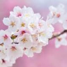cherryblossom21