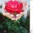 Rose34
