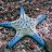 RimMyStarfish