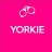 yorkie1