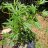 StraightKush