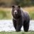 TheBear