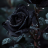 JoeBlack